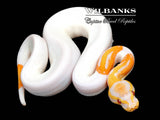 Dreamsicle Lavender Pied Ball Python ♂ '26