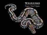 Stranger Axanthic (VPI) 50% PH Lavender Albino Ball Python ♂ '26