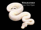 Lavender Snow Ball Python ♂ '26