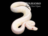 Lavender Snow Ball Python ♂ '26