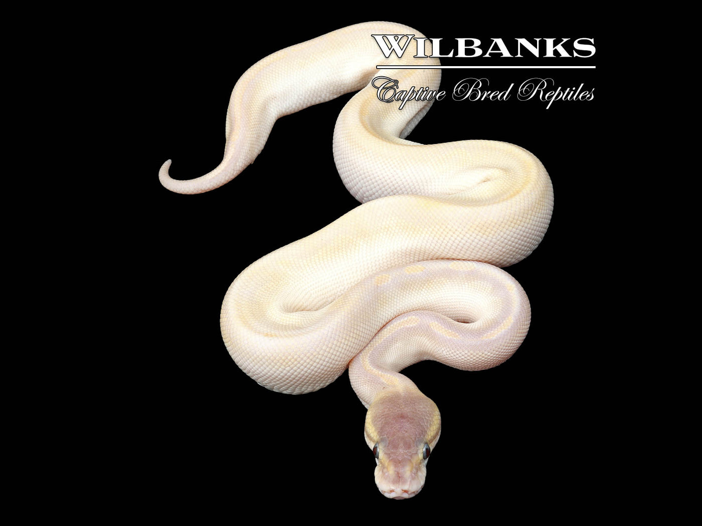 Cinnamon Crystal Ball Python ♀ '24