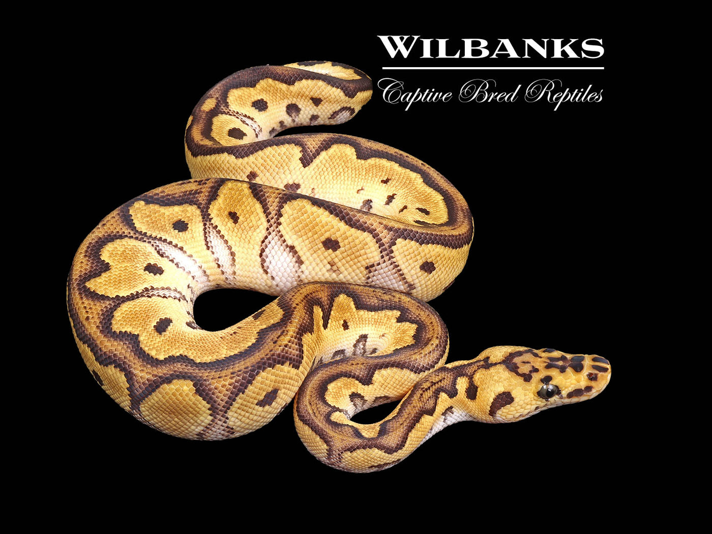 Orange Dream Pastel Clown Ball Python ♂ '24