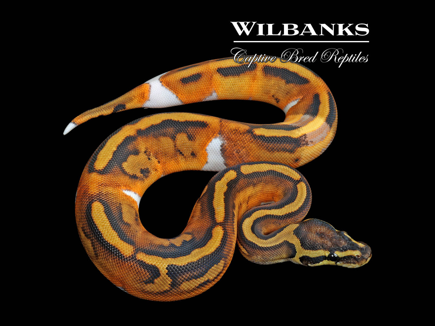 Paradox Pied Ball Python ♀ '25