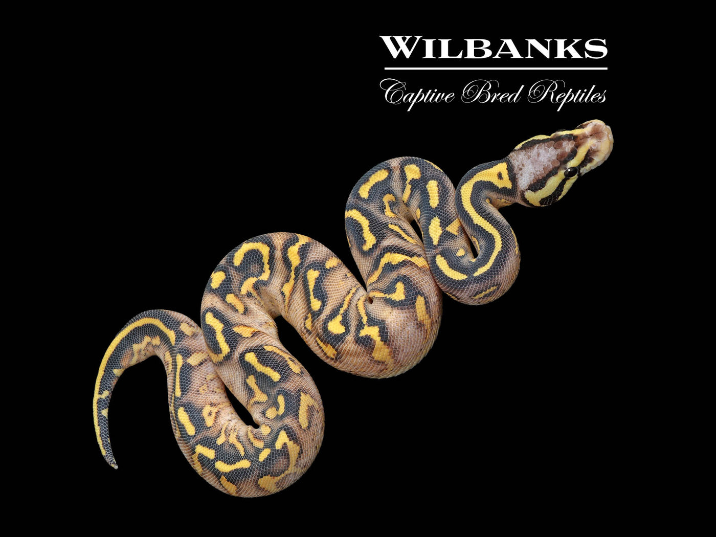 Super Gravel Pastel Ball Python ♀ '25