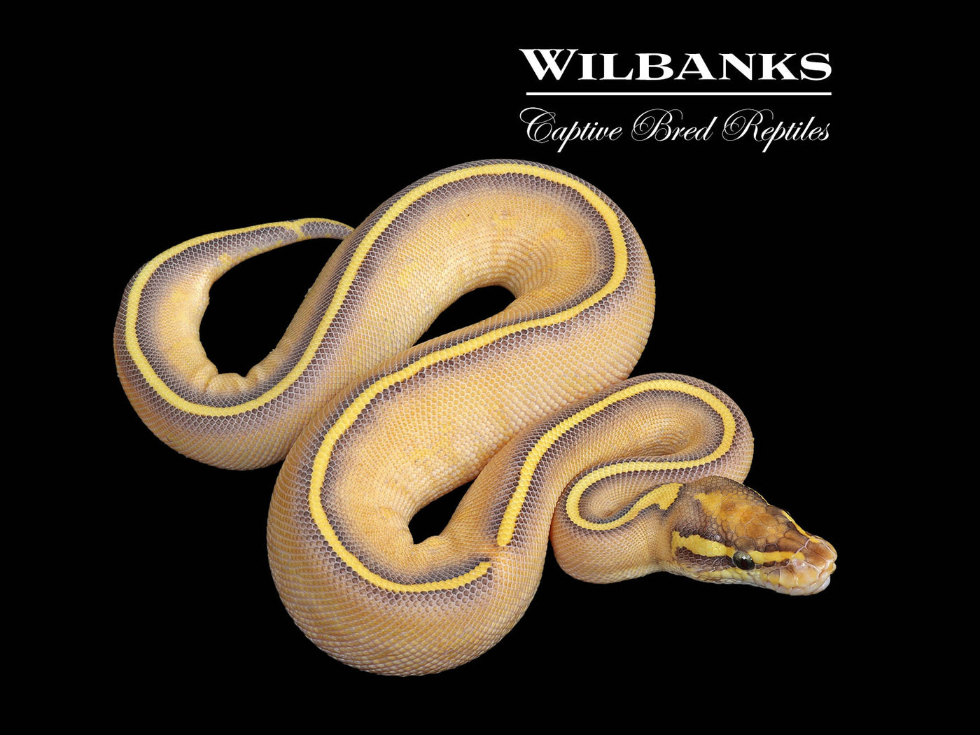 Butter Highway Ball Python ♀ '25