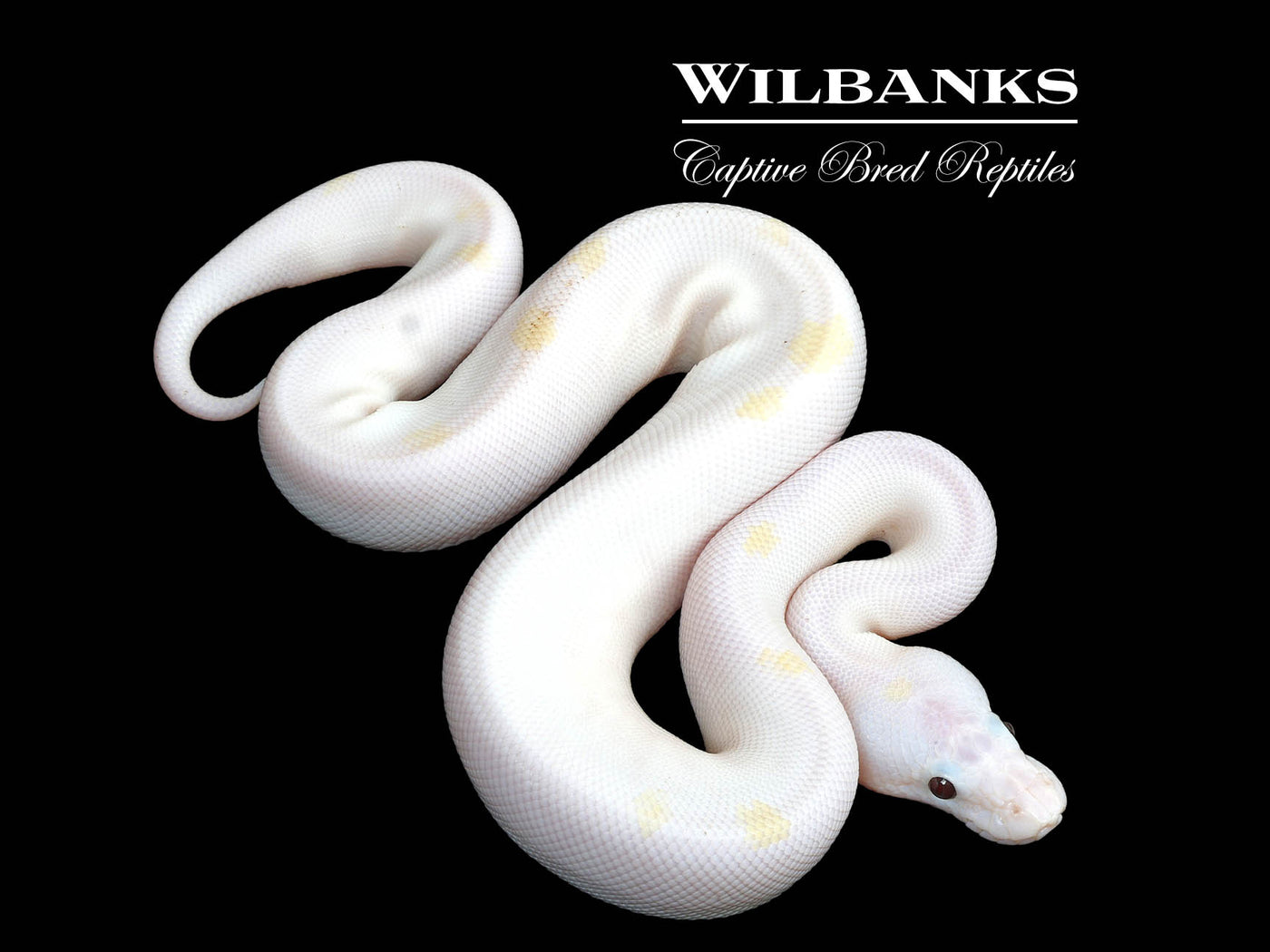 Banana Super Fire Ball Python ♂ '25