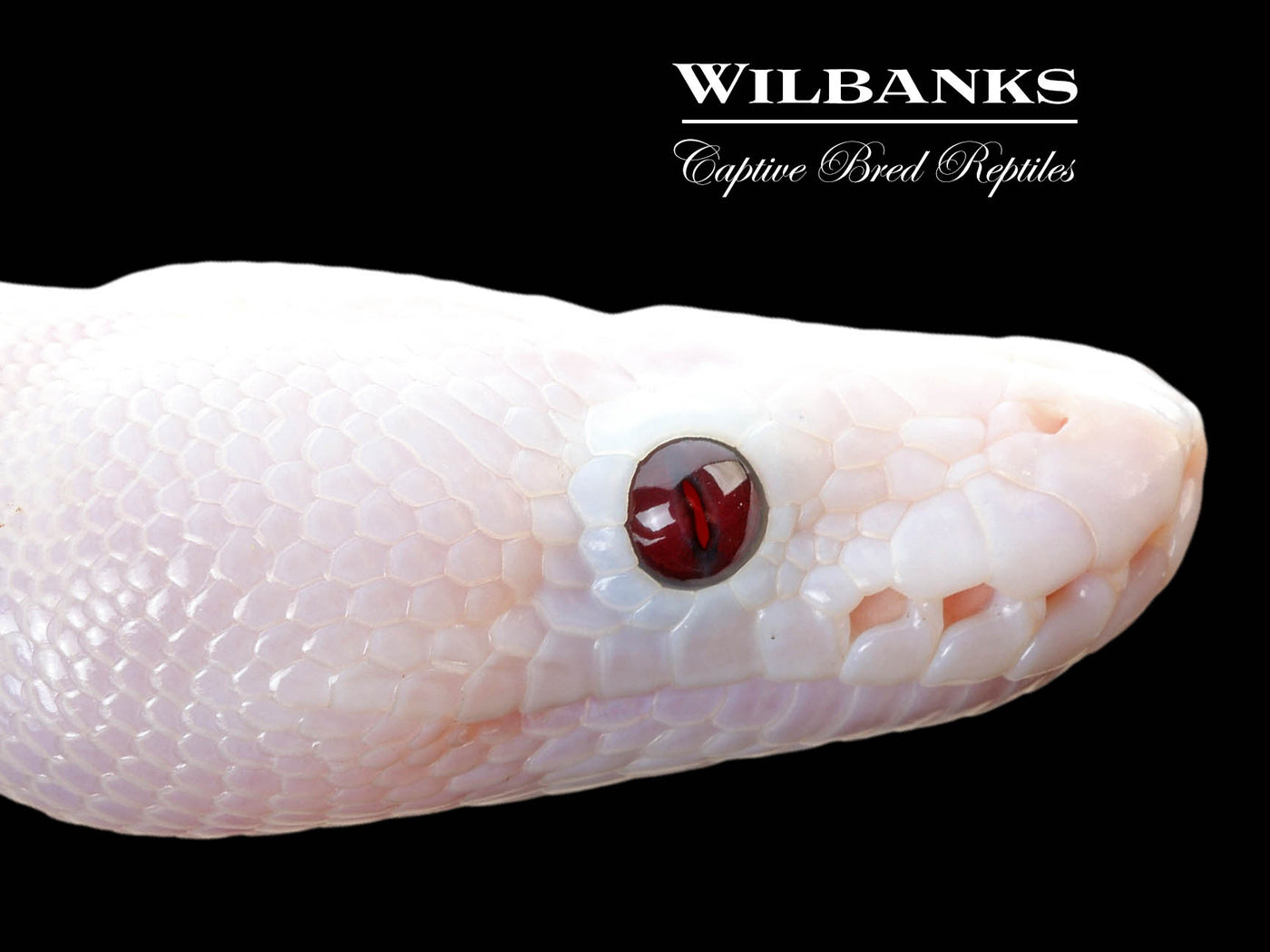 Banana Super Fire Ball Python ♂ '25