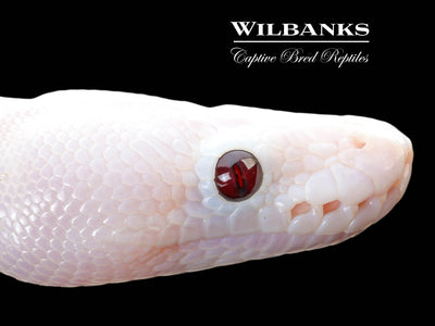 Banana Super Fire Ball Python ♂ '25