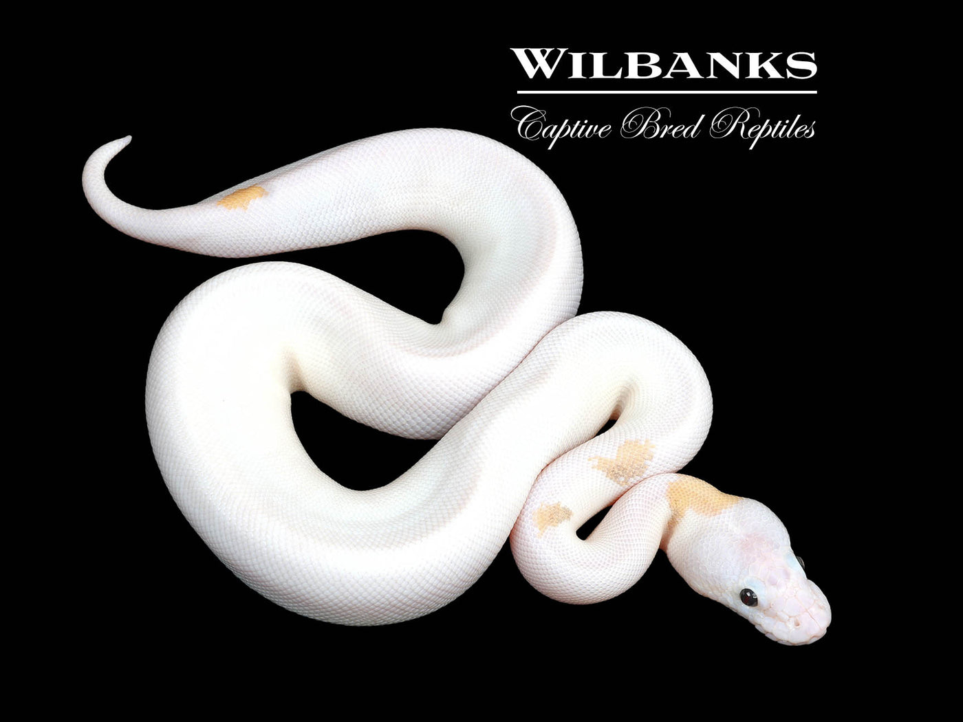 Super Fire Ball Python ♀ '25