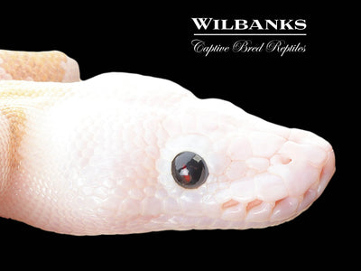 Super Fire Ball Python ♀ '25