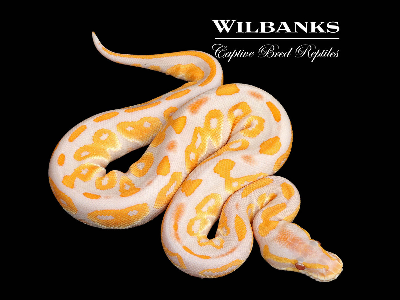 Lavender Albino Blackhead Ball Python ♀ '25