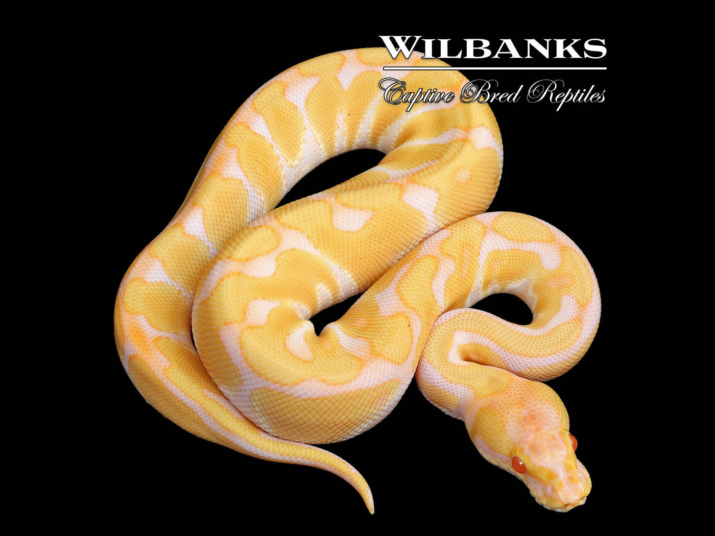 Albino Enchi Ball Python ♂ '25