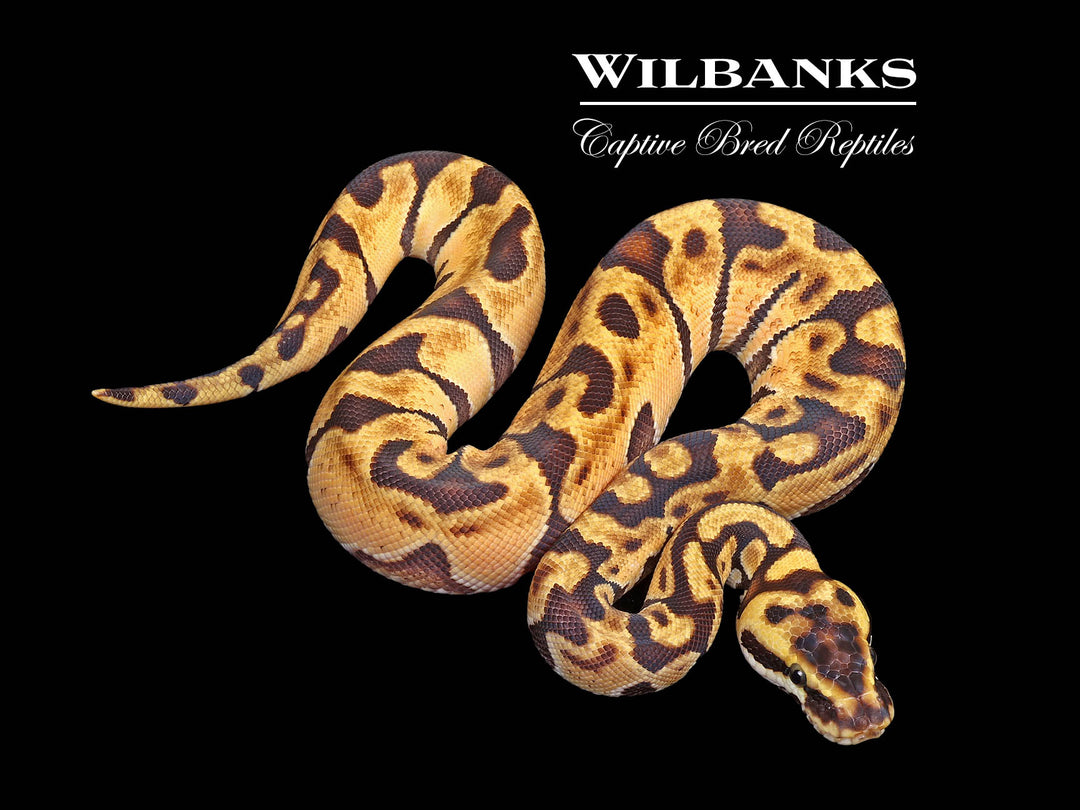 洋書 The Complete Ball Python The Ultimate Ball Python: Morph Maker Guide Book by Kevin