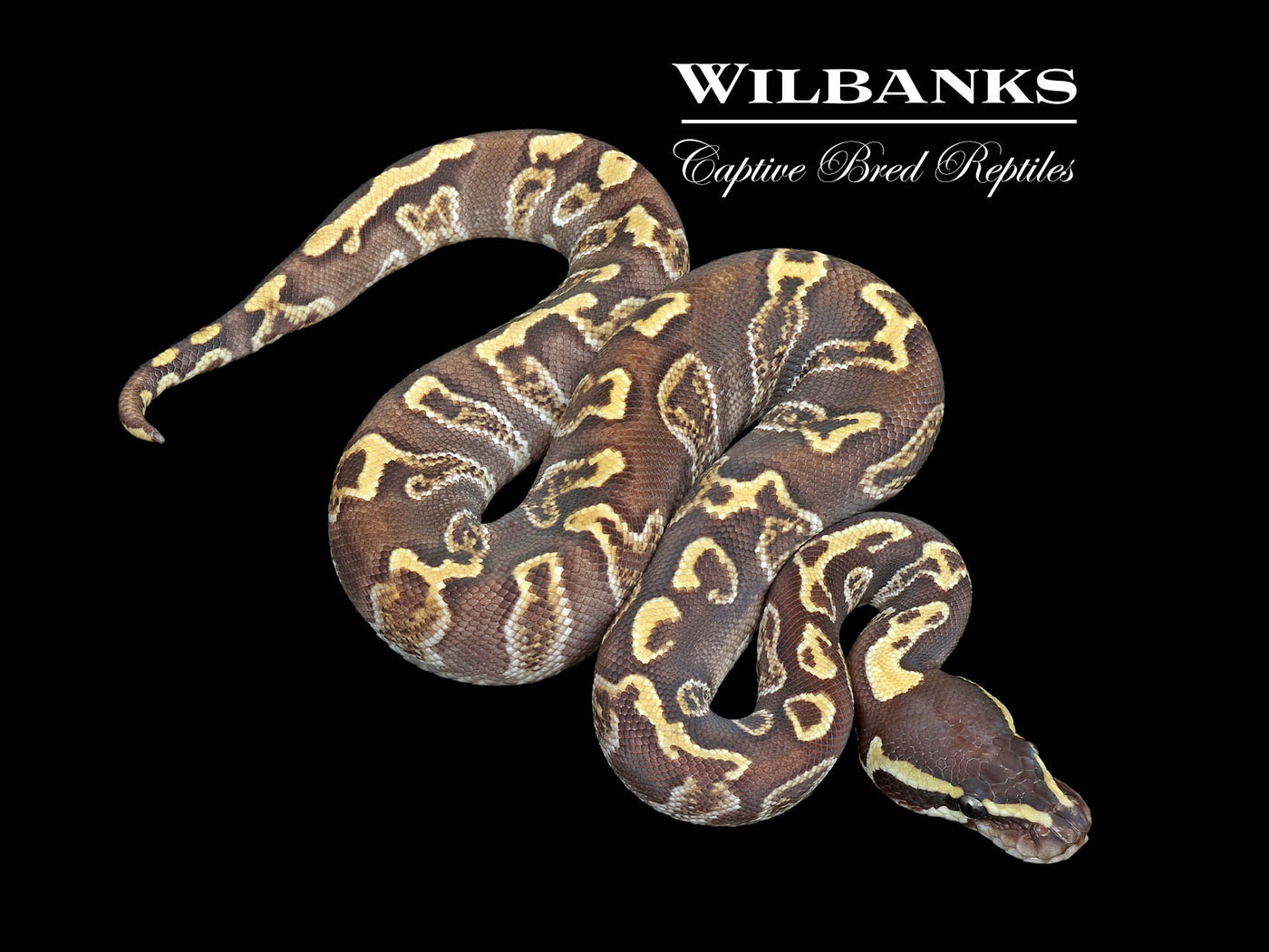 Mojave GHI Enchi Ball Python ♂ '25
