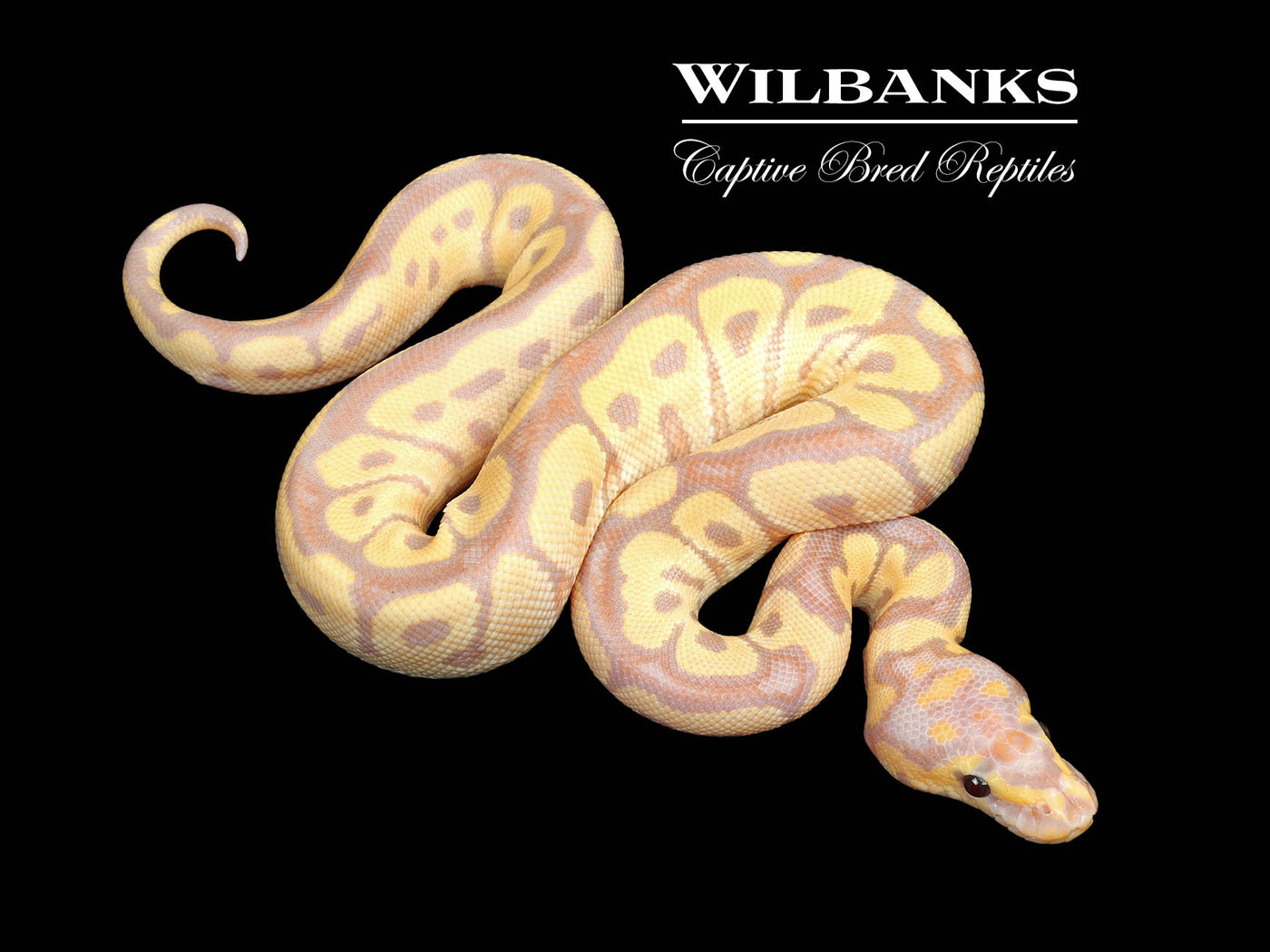 Banana Clown Ball Python ♂ '25