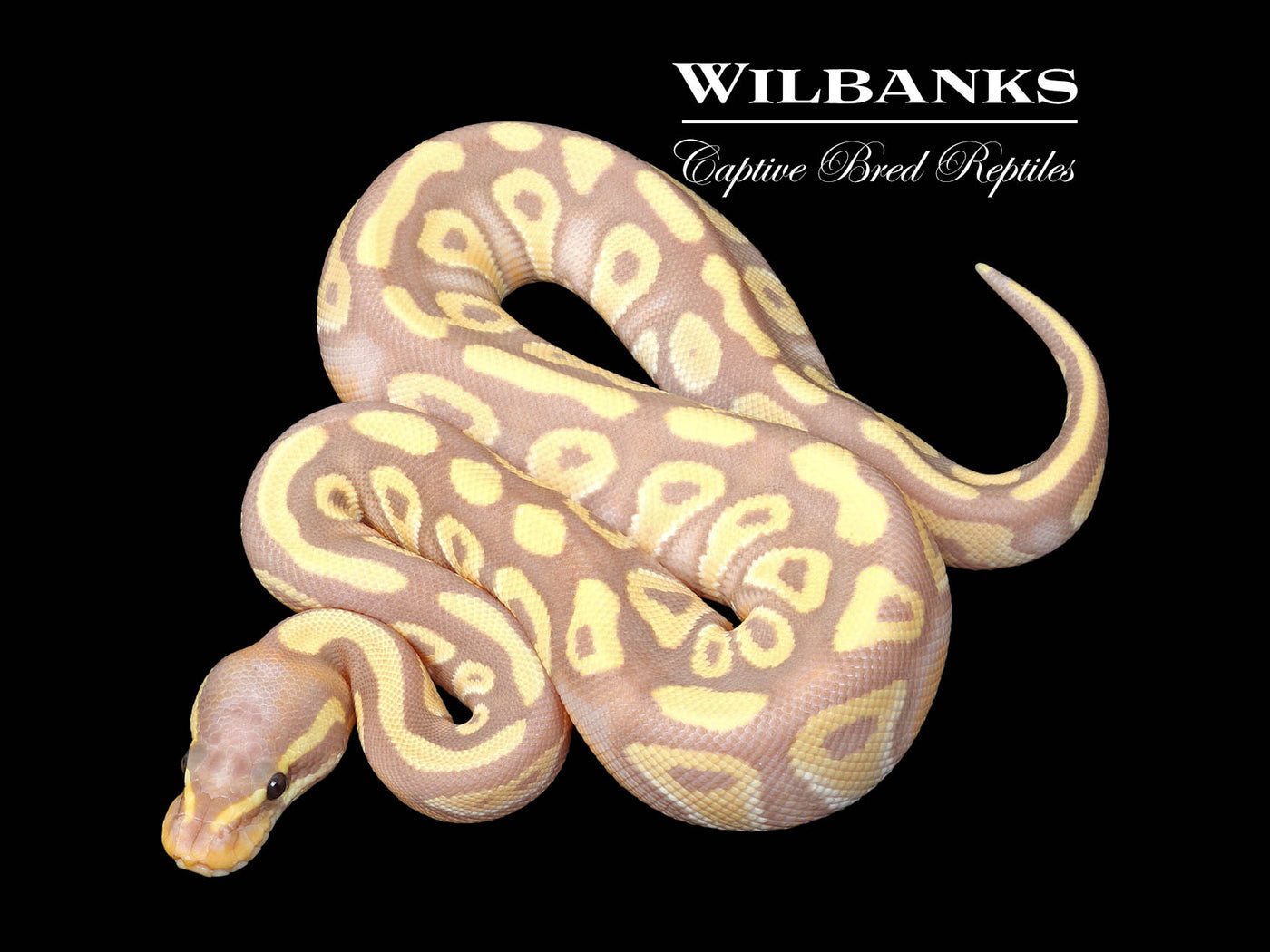 Banana Mojave Ball Python ♂ '25