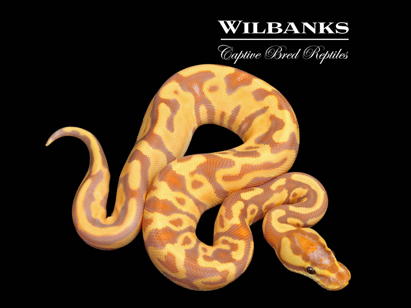 Banana Leopard Yellow Belly Ball Python ♂ '25