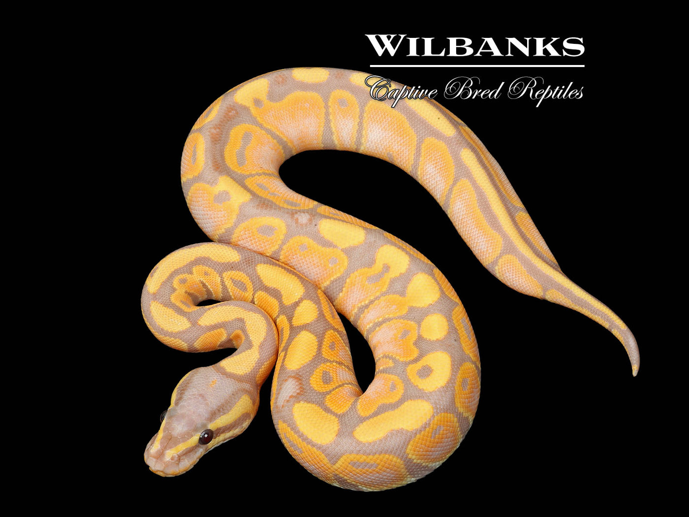 Banana Ball Python ♀ '25