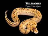 Champagne Enchi Ball Python ♂ '26