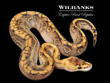 Champagne Enchi Ball Python ♂ '26