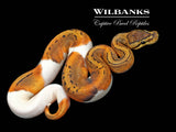 Pinstripe Pied Ball Python ♂ '26