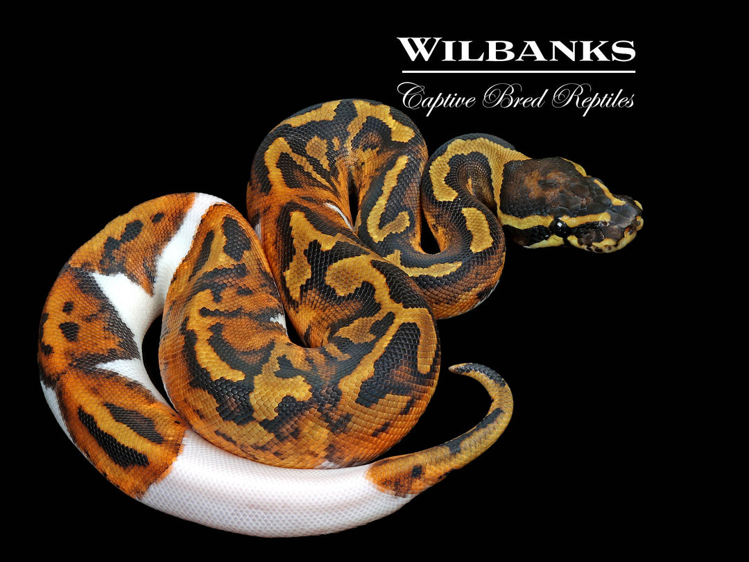 Ball Pythons Under $150 | Captive-Bred – Wilbanks Reptiles