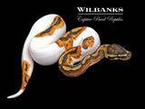 Pied 100% Het. Clown Ball Python ♂ '26