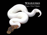 Black Pastel Mahogany Pied Ball Python ♂ '26