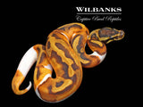 Enchi Pied 100% Het. Lavender Albino Ball Python ♀ '26