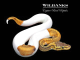 Lemon Blast Pied Ball Python ♂ '26