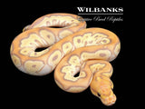 Banana Mojave Clown Ball Python ♂ '26