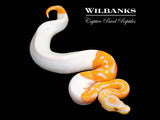 Dreamsicle Lavender Pied Ball Python ♀ '26