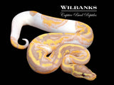 Banana Pied Ball Python ♂ '26