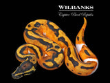 Orange Dream Pied Ball Python ♂ '26