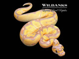 Banana Clown Ball Python ♂ '26
