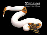 Pied Ball Python ♀ '26