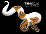 Pied Ball Python ♀ '26