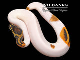 Pied Ball Python ♀ '26