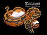 Pied Ball Python ♀ '26