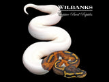 Pied Ball Python ♀ '26