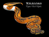 Pied 100% Het. Lavender Albino Ball Python ♀ '26