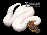 Pied 100% Het. Lavender Albino Ball Python ♀ '26