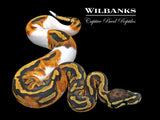 Pied Ball Python ♀ '26