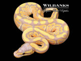 Banana 100% Het. Clown Ball Python ♀ '26