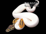 Phantom Pied Ball Python ♂ '26