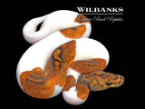 Mahogany Clown Pied Ball Python ♂ '26