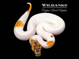 Orange Dream Clown Pied Ball Python ♂ '26
