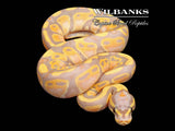 Banana 100% Het. Sunset Ball Python ♀ '26