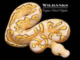 Pastel Super Gravel Clown Ball Python ♀ '26