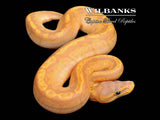 Banana Sunset Ball Python ♀ '26